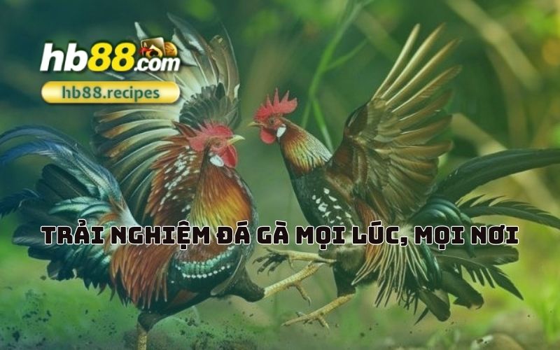 Chơi đá gà trực tuyến mọi lúc, mọi nơi với HB88 – không bỏ lỡ bất kỳ trận đấu nào